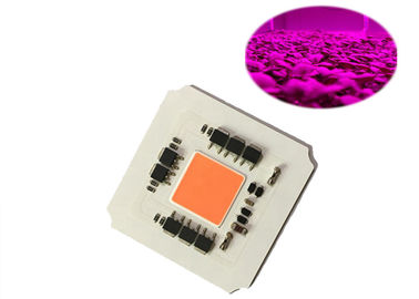 Geführtes volles Spektrum der hohen Leistungsfähigkeits-Driverless 100W AC220v 380-780nm PFEILER wachsen hellen Chip für geführtes Betriebswachsendes Licht